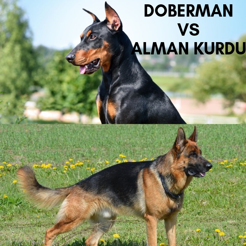 DOBERMAN vs ALMAN KURDU