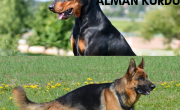 Doberman ve Alman Kurdu Cinsi Köpekler